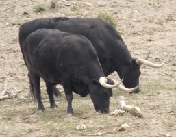 Longhorns 002.JPG
