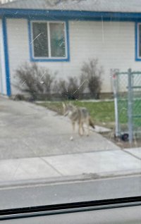 Coyote in Yard.jpg