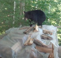 bear5.JPG