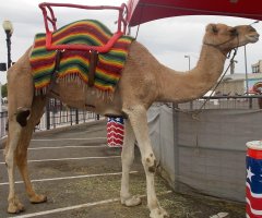 Camel 004.JPG