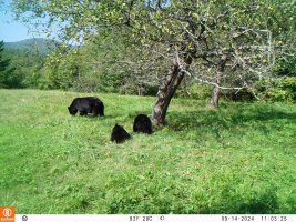sow and 2 cubs 2.JPG