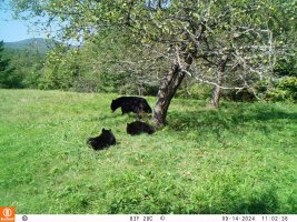 Sow and 2 cubs.JPG