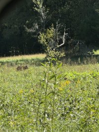 IMG_6539.jpeg