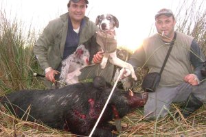 catahoula.jpg