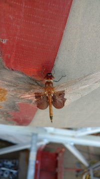 IMG_20160622_083508489_TOP.jpg