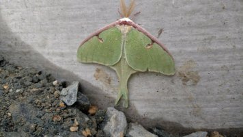IMG_20170524_130457602.jpg