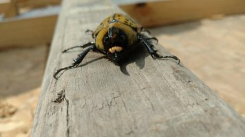 IMG_20170615_102202052.jpg