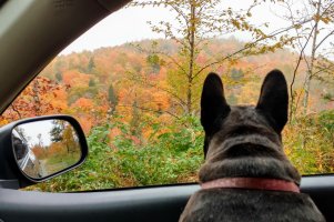 IMG_20181008_120816474_HDR.jpg