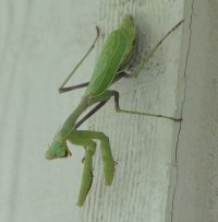 Green Momma 004.jpg