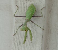 Green Momma 003.jpg