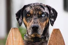 catahoula.jpg catahoula.jpg