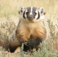 Badger c.jpg