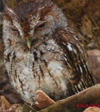 screech owl2_CR.jpg