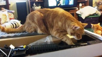 AR-556-CAT Scan2-800x451.jpg