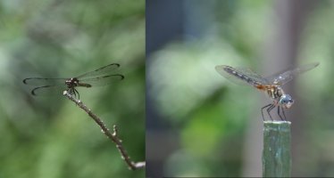 dargonflyx2.jpg