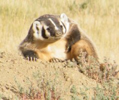Badger a.jpg