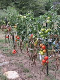 tomatoes 1.jpg