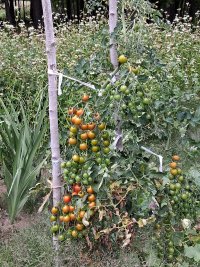 cherry tomatoes 1.jpg