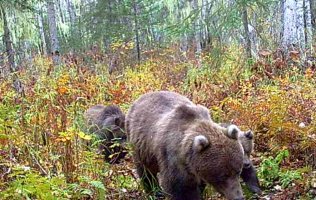 Brown_Bear_Sow_Cubs_1_9_26_25.jpg