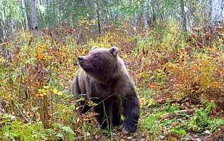 Brown_Bear_Sow_Cubs_2_9_26_25.jpg