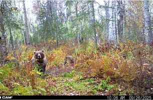 Brown_3_Cubs_2.jpg