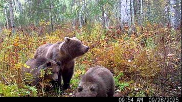 Brown_2_Cubs_1.jpg