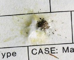 wasp.jpg