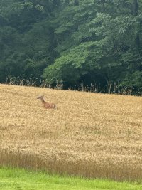 IMG_5512.jpeg
