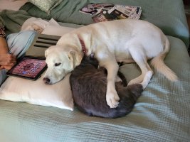KT's lap-critters.jpg