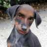 Verndog