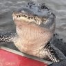 coyotesgator2