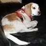 BeagleDog