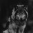 wolfsong