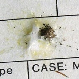 wasp.jpg
