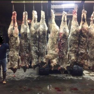 LJ's Been Busy in Alaska (2).jpg
