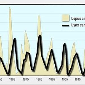 Milliers_fourrures_vendues_en_environ_90_ans_odum_1953_en.jpg