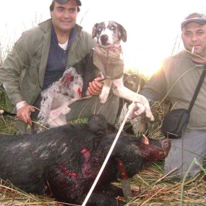 catahoula.jpg
